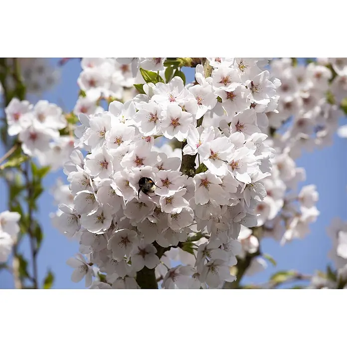 Pflanzen für dich Japanische Blütenkirsche 150-200 cm - Prunus yedoensis, Aktuelle Wuchshöhe: 150 cm - 200 cm, Weiß - Eine Hummel in weißen Kirschblüten vor blauem Himmel.