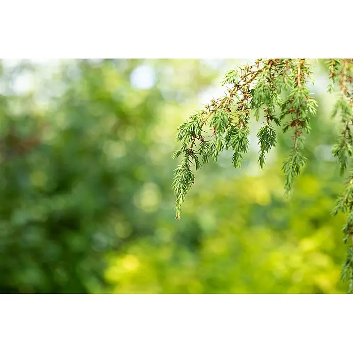 Pflanzen für dich Gemeiner Wacholder Gemeiner Wacholder - Juniperus communis 'Horstmann', Aktuelle Wuchshöhe: 80 cm - 100 cm - Nahaufnahme eines Wacholderzweigs mit leuchtend grünen Nadeln und kleinen rotbraunen Knospen.