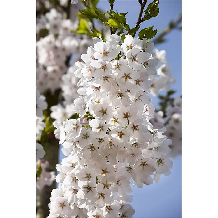 Pflanzen für dich Japanische Blütenkirsche 150-200 cm - Prunus yedoensis, Aktuelle Wuchshöhe: 150 cm - 200 cm, Weiß - Weiße Kirschblüten in voller Blüte, dicht an einem Ast mit grünen Blättern vor blauem Himmel.