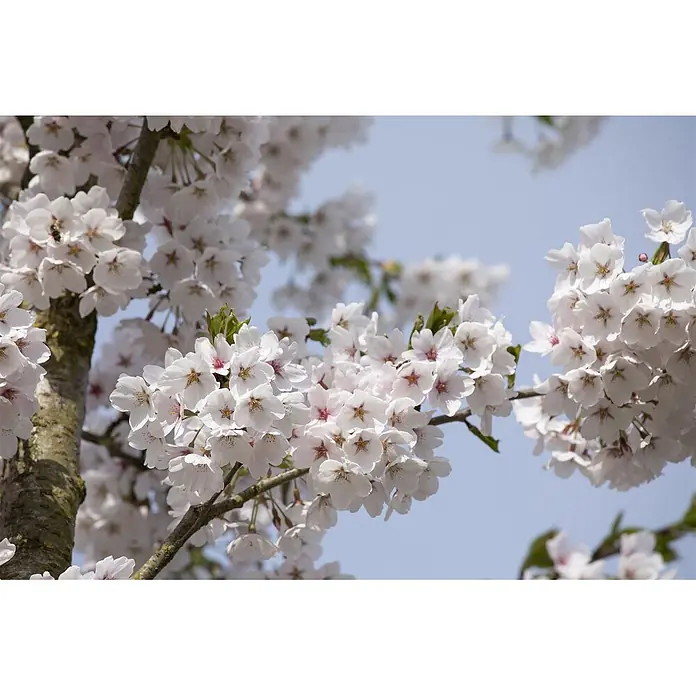 Pflanzen für dich Japanische Blütenkirsche 150-200 cm - Prunus yedoensis, Aktuelle Wuchshöhe: 150 cm - 200 cm, Weiß - Weiße Kirschblüten an einem Ast vor blauem Himmel.