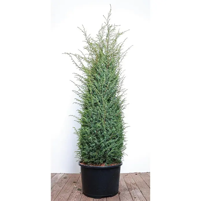 Pflanzen für dich Gemeiner Wacholder 100-125 cm - Juniperus communis 'Excelsa', Aktuelle Wuchshöhe: 100 cm - 125 cm - Hohe, schlanke grüne Nadelbaum-Pflanze in einem schwarzen Plastiktopf.