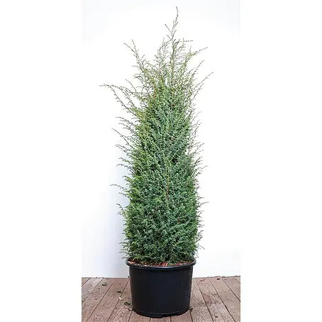 Pflanzen für dich  Gemeiner Wacholder 100-125 cm