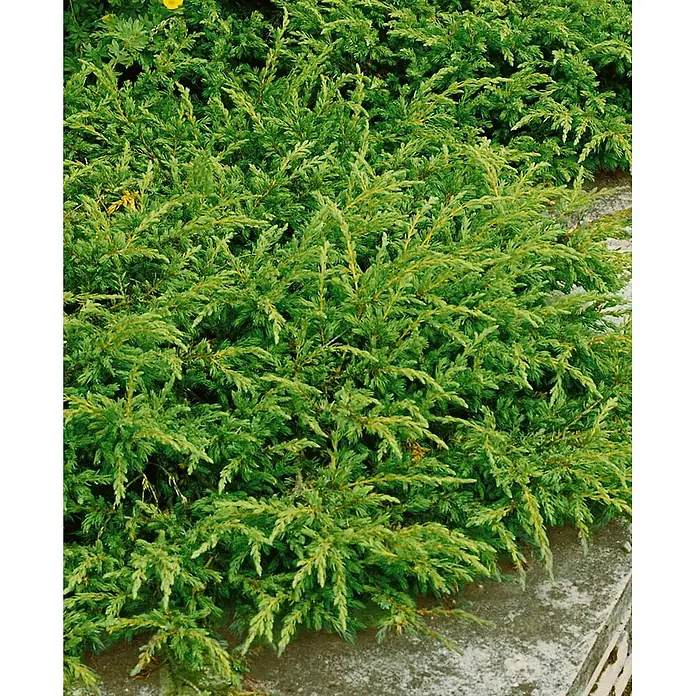Pflanzen für dich Gemeiner Wacholder 15-20 cm - Juniperus communis 'Repanda', Aktuelle Wuchshöhe: 15 cm - 20 cm - Ein dichter grüner Strauch mit nadelartigen Blättern neben einer Betonmauer oder -kante.