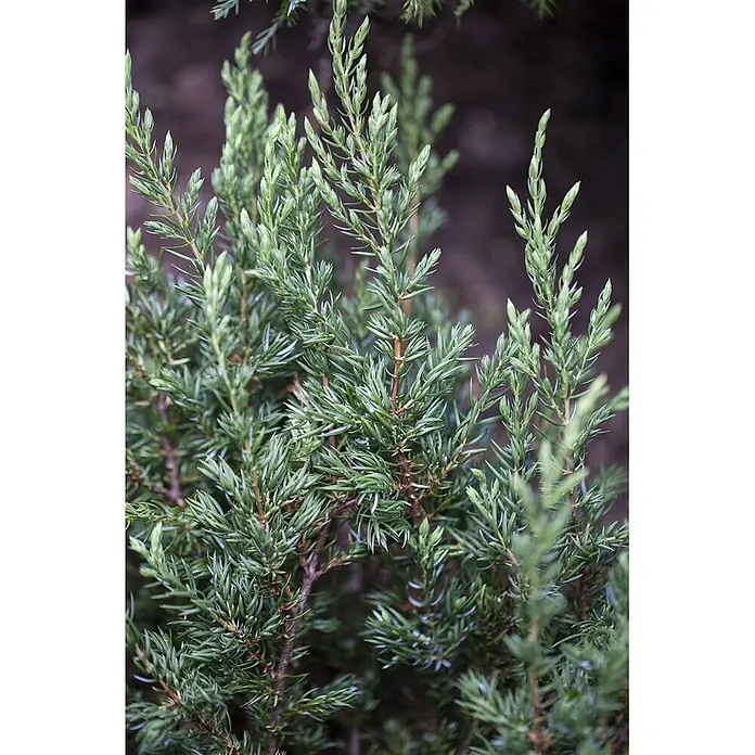 Pflanzen für dich Gemeiner Wacholder 15-20 cm - Juniperus communis 'Repanda', Aktuelle Wuchshöhe: 15 cm - 20 cm - Grünes Wacholderlaub mit dichten, stacheligen Nadeln.