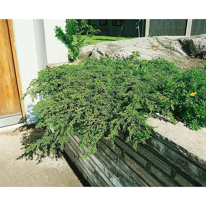Pflanzen für dich Gemeiner Wacholder 15-20 cm - Juniperus communis 'Repanda', Aktuelle Wuchshöhe: 15 cm - 20 cm - Niedrig wachsender grüner Wacholderstrauch in einem Blumenbeet neben einer Steinmauer.