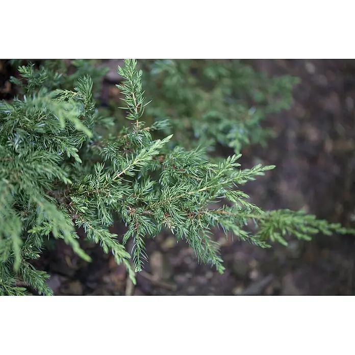 Pflanzen für dich Gemeiner Wacholder 15-20 cm - Juniperus communis 'Repanda', Aktuelle Wuchshöhe: 15 cm - 20 cm - Nahaufnahme von leuchtend grünen Nadeln an einem Nadelbaumzweig.