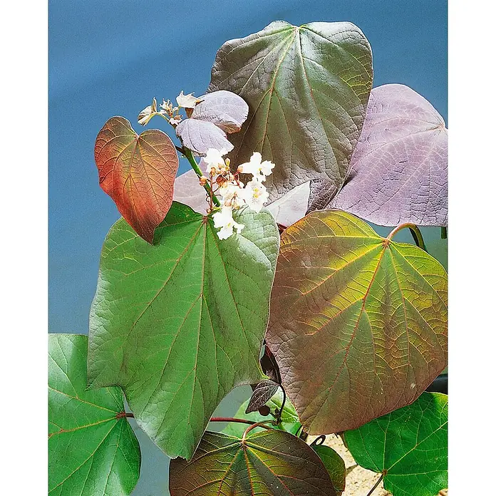 Pflanzen für dich Blauglockenbaum Trompetenbaum - Catalpa erubescens 'Purpurea', 80 cm - 100 cm, Weiß - Nahaufnahme einer Pflanze mit großen, herzförmigen Blättern in Grün-, Rot-, Violett- und Gelbtönen, geschmückt mit zarten weißen Blüten.