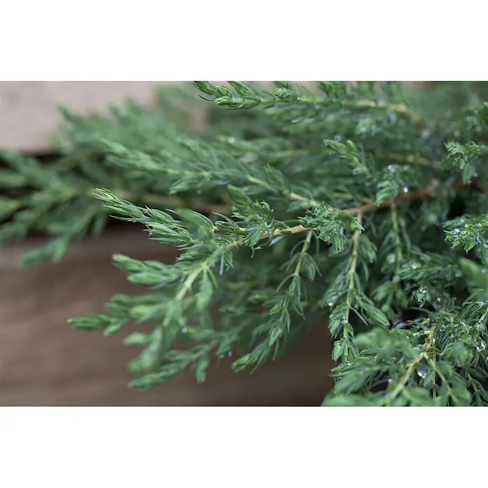Pflanzen für dich Gemeiner Wacholder 15-20 cm - Juniperus communis 'Repanda', Aktuelle Wuchshöhe: 15 cm - 20 cm - Frische grüne Wacholderzweige mit Nadelblättern, teilweise mit Wassertropfen.
