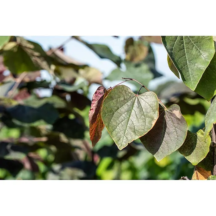Pflanzen für dich Blauglockenbaum Trompetenbaum - Catalpa erubescens 'Purpurea', 80 cm - 100 cm, Weiß - Herzförmige Blätter, teils grün, teils rötlich-violett, an einem Ast bei natürlichem Licht.