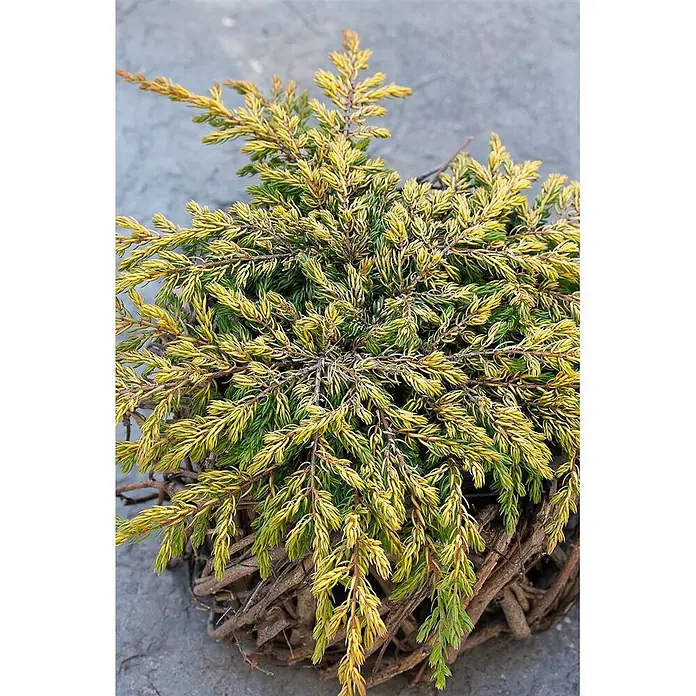 Pflanzen für dich Gemeiner Wacholder 20-25 cm - Juniperus communis 'Goldschatz', Aktuelle Wuchshöhe: 20 cm - 25 cm - Kompakter immergrüner Strauch mit leuchtend grünem und gelbem Laub in einem rustikalen Weidenkorb.