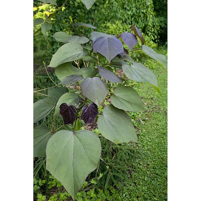 Pflanzen für dich Blauglockenbaum Trompetenbaum - Catalpa erubescens 'Purpurea', 80 cm - 100 cm, Weiß - Pflanze mit herzförmigen Blättern, junge dunkelviolette Blätter reifen zu grünen Blättern heran.