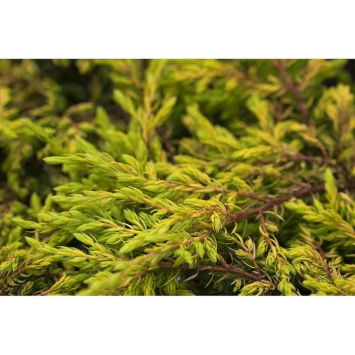 Pflanzen für dich Gemeiner Wacholder 20-25 cm - Juniperus communis 'Goldschatz', Aktuelle Wuchshöhe: 20 cm - 25 cm - Nahaufnahme von leuchtend hellgrünem und gelbem Koniferenlaub mit braunen Stielen, dicht gewachsen.