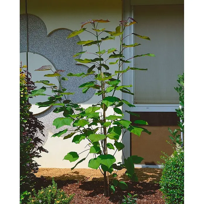 Pflanzen für dich Blauglockenbaum Trompetenbaum - Catalpa erubescens 'Purpurea', 80 cm - 100 cm, Weiß - Junger Baum mit großen grünen Blättern in einem gemulchten Gartenbeet neben einem modernen Gebäude gepflanzt.