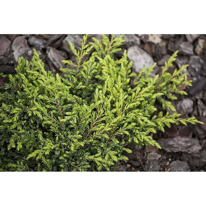 Pflanzen für dich Gemeiner Wacholder 20-25 cm - Juniperus communis 'Goldschatz', Aktuelle Wuchshöhe: 20 cm - 25 cm - Nahaufnahme eines leuchtend grün-gelben immergrünen Strauchs mit rötlichen Stielen, wachsend in dunklem Rindenmulch.
