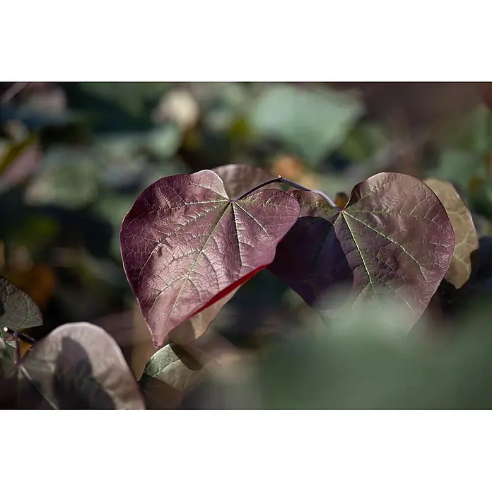 Pflanzen für dich Blauglockenbaum Trompetenbaum - Catalpa erubescens 'Purpurea', 80 cm - 100 cm, Weiß - Nahaufnahme von tief rot-violetten, herzförmigen Blättern mit ausgeprägten Adern vor unscharfem Blätterwerk.