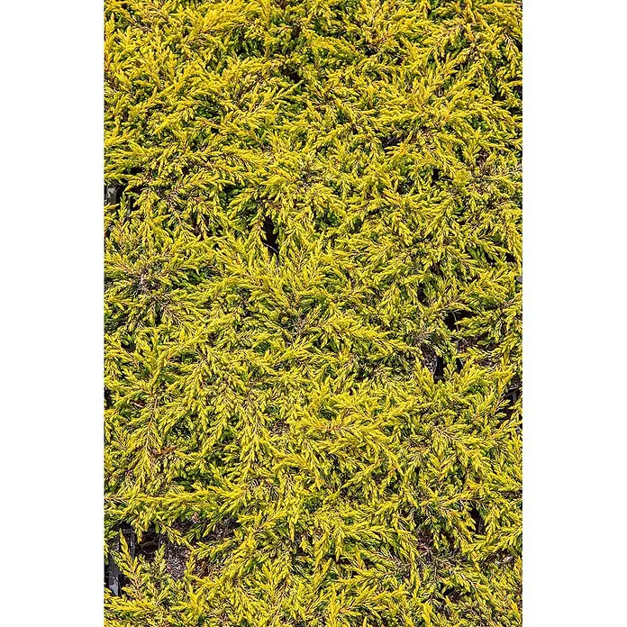 Pflanzen für dich Gemeiner Wacholder 20-25 cm - Juniperus communis 'Goldschatz', Aktuelle Wuchshöhe: 20 cm - 25 cm - Dichte Bodendeckerpflanze mit leuchtend gelbgrünem Laub.