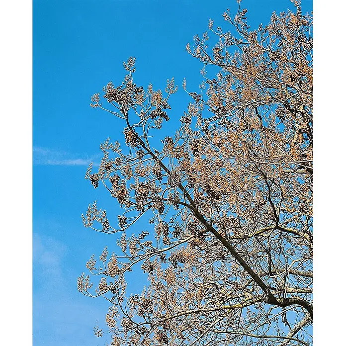 Pflanzen für dich Blauglockenbaum 150-200 cm - Paulownia tomentosa, 150 cm - 200 cm, Lila - Kahle Baumäste mit zahlreichen getrockneten braunen Früchten/Samen vor blauem Himmel.