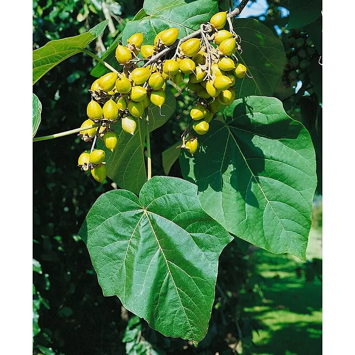 Pflanzen für dich Blauglockenbaum 150-200 cm - Paulownia tomentosa, 150 cm - 200 cm, Lila - Zweig mit großen, herzförmigen grünen Blättern und Trauben unreifer, gelb-grüner Fruchtkapseln.