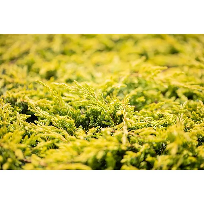 Pflanzen für dich Gemeiner Wacholder 20-25 cm - Juniperus communis 'Goldschatz', Aktuelle Wuchshöhe: 20 cm - 25 cm - Leuchtend gelb-grünes Laub, Nahaufnahme mit weichem Fokus.