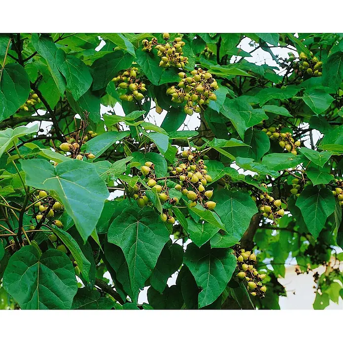 Pflanzen für dich Blauglockenbaum 150-200 cm - Paulownia tomentosa, 150 cm - 200 cm, Lila - Ast mit großen grünen Blättern und Trauben von sich entwickelnden hellgrünen Früchten.