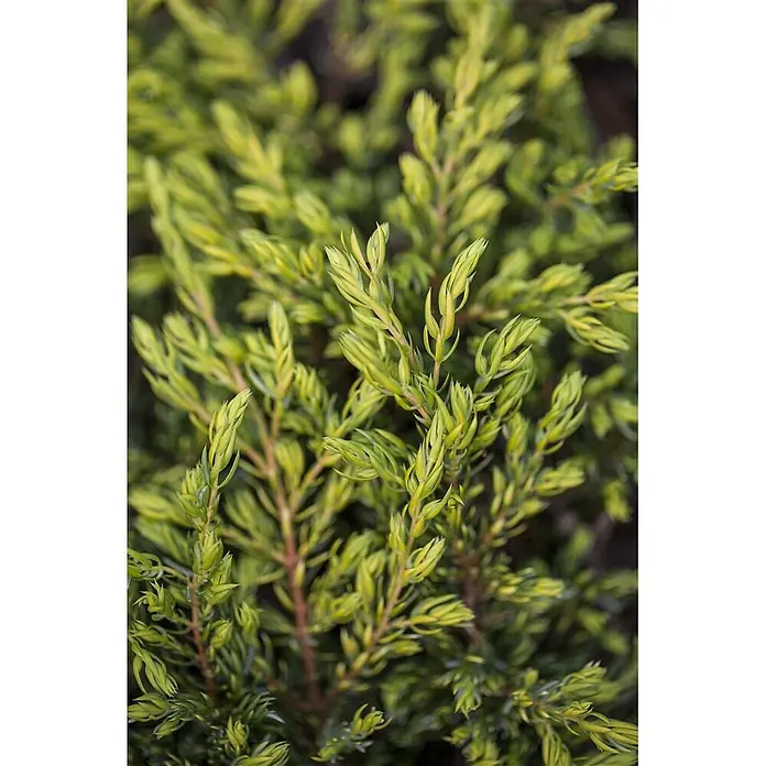 Pflanzen für dich Gemeiner Wacholder 20-25 cm - Juniperus communis 'Goldschatz', Aktuelle Wuchshöhe: 20 cm - 25 cm - Nahaufnahme einer Pflanze mit leuchtend gelbgrünem und grünem Laub, das dichte, kurze Nadeln aufweist.