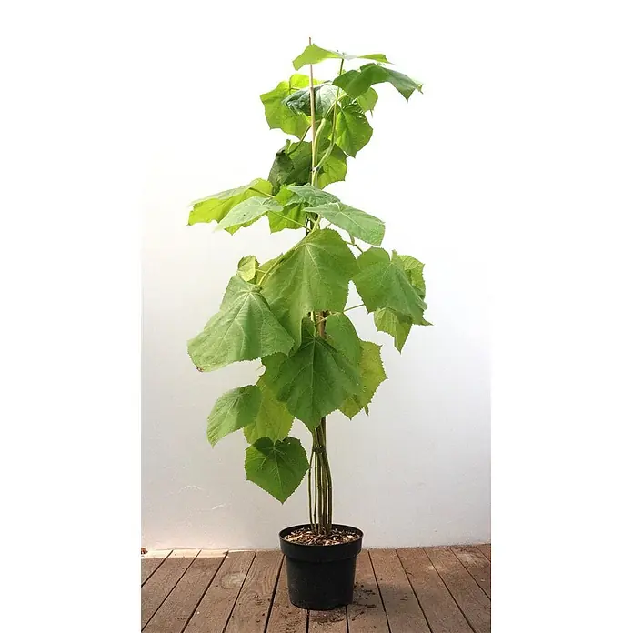Pflanzen für dich Blauglockenbaum 125-150 cm - Paulownia tomentosa, 125 cm - 150 cm, Lila - Junge Topfpflanze mit großen grünen Blättern und Holzstütze, in einem schwarzen Plastiktopf.