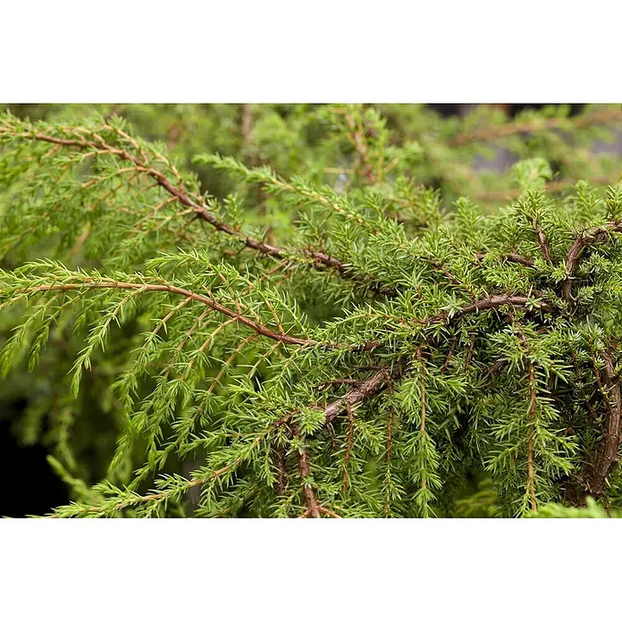 Pflanzen für dich Gemeiner Wacholder 20-30 cm - Juniperus communis 'Hornibrookii', Aktuelle Wuchshöhe: 20 cm - 30 cm - Dichtes, grünes Nadelgehölz mit spitzen Blättern und braunen Ästen.
