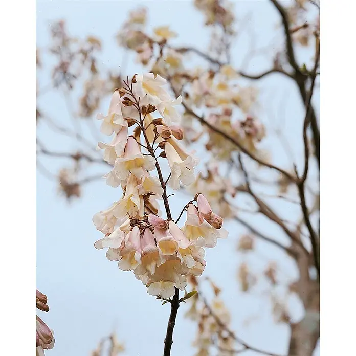 Pflanzen für dich Blauglockenbaum 150-200 cm - Paulownia tomentosa, 150 cm - 200 cm, Lila - Hellrosa und cremefarbene glockenförmige Blüten blühen an einem Ast vor verschwommenem Hintergrund.