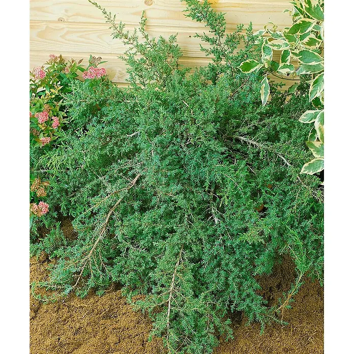Pflanzen für dich Gemeiner Wacholder 20-30 cm - Juniperus communis 'Hornibrookii', Aktuelle Wuchshöhe: 20 cm - 30 cm - Ausladender grüner Wacholder, ideal als immergrüner Bodendecker im Garten.