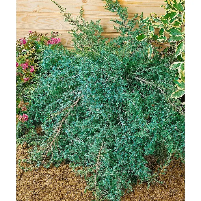 Pflanzen für dich Gemeiner Wacholder 20-30 cm - Juniperus communis 'Hornibrookii', Aktuelle Wuchshöhe: 20 cm - 30 cm - Blaugrüner Wacholderstrauch mit ausladenden Ästen, als Bodendecker neben einem Holzzaun und anderen Gartenpflanzen.