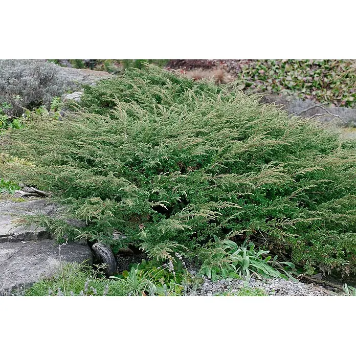 Pflanzen für dich Gemeiner Wacholder 20-30 cm - Juniperus communis 'Hornibrookii', Aktuelle Wuchshöhe: 20 cm - 30 cm - Dichter grüner immergrüner Strauch als Bodendecker in einem Steingarten.