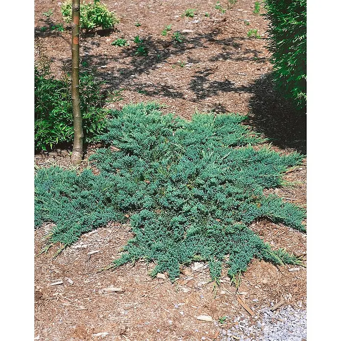 Pflanzen für dich Gemeiner Wacholder 20-30 cm - Juniperus communis 'Hornibrookii', Aktuelle Wuchshöhe: 20 cm - 30 cm - Niedrig wachsende blau-grüne immergrüne Strauchpflanze im Gartenbeet. Ihre ausgebreiteten Äste eignen sich hervorragend als Bodendecker.