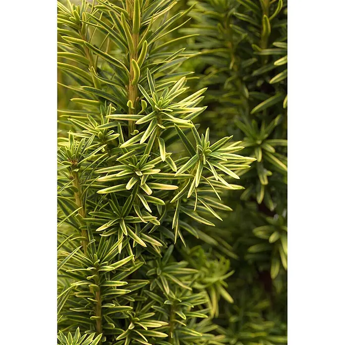 Pflanzen für dich Becher-Eibe 20-30 cm - Taxus baccata 'Fastigiata Aurea', Aktuelle Wuchshöhe: 20 cm - 30 cm - Buntblättrige Pflanze mit dichtem grün-gelbem Nadelwerk.