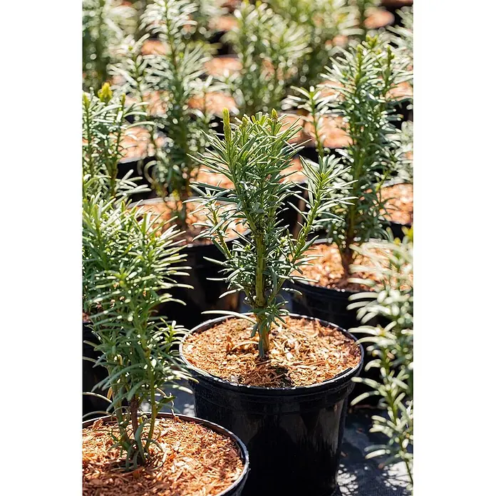 Pflanzen für dich Becher-Eibe 20-30 cm - Taxus baccata 'Fastigiata Aurea', Aktuelle Wuchshöhe: 20 cm - 30 cm - Kleine grüne Pflanzen mit Nadelblättern in schwarzen Töpfen mit braunem Mulch, in einer Gärtnerei.