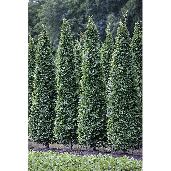 Pflanzen für dich Hainbuche 125-150 cm - Carpinus betulus 'Fastigiata', Aktuelle Wuchshöhe: 125 cm - 150 cm - Eine Reihe hoher, konischer Bäume mit dichtem grünen Laub, eng beieinander gepflanzt.