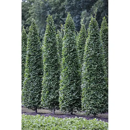 Pflanzen für dich  Hainbuche 100-125 cm