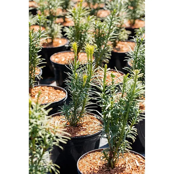 Pflanzen für dich Becher-Eibe 20-30 cm - Taxus baccata 'Fastigiata Aurea', Aktuelle Wuchshöhe: 20 cm - 30 cm - Junge grüne immergrüne Pflanzen in schwarzen Blumentöpfen mit Rindenmulch, reihenweise angeordnet.
