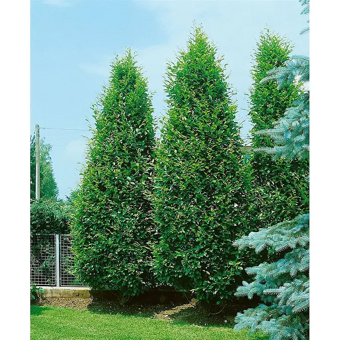 Pflanzen für dich Hainbuche 125-150 cm - Carpinus betulus 'Fastigiata', Aktuelle Wuchshöhe: 125 cm - 150 cm - Hohe, schlanke grüne immergrüne Bäume mit dichtem Laub, die in einem Garten wachsen.