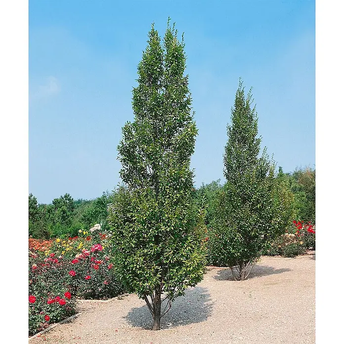 Pflanzen für dich Hainbuche 125-150 cm - Carpinus betulus 'Fastigiata', Aktuelle Wuchshöhe: 125 cm - 150 cm - Zwei hohe, schlanke grüne Bäume stehen säulenförmig in einem Garten mit bunten Rosenbüschen und Kieswegen.
