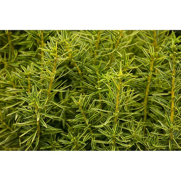 Pflanzen für dich Becher-Eibe 20-30 cm - Taxus baccata 'Fastigiata Aurea', Aktuelle Wuchshöhe: 20 cm - 30 cm - Nahaufnahme von lebhaft grün-gelbem, panaschiertem Laub mit stacheligen, linearen Blättern als dichtes Gebüsch.