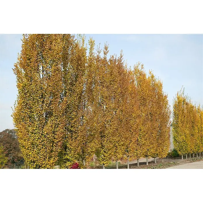Pflanzen für dich Hainbuche 125-150 cm - Carpinus betulus 'Fastigiata', Aktuelle Wuchshöhe: 125 cm - 150 cm - Reihe säulenförmiger Bäume mit goldgelbem Herbstlaub, die einen natürlichen Sichtschutz bilden.