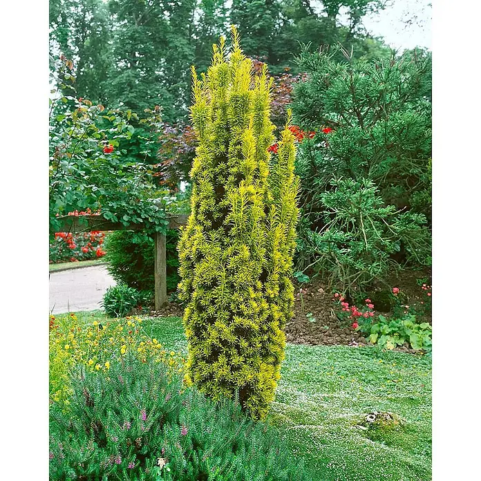 Pflanzen für dich Becher-Eibe 20-30 cm - Taxus baccata 'Fastigiata Aurea', Aktuelle Wuchshöhe: 20 cm - 30 cm - Säulenförmiger goldener Nadelbaum für die Gartengestaltung.