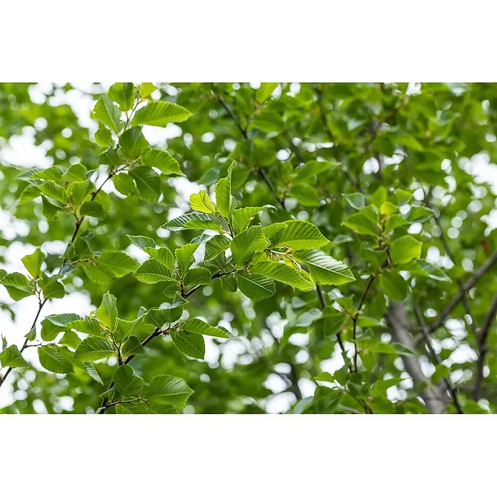 Pflanzen für dich Hainbuche 60-100 cm - Ostrya carpinifolia, Aktuelle Wuchshöhe: 60 cm - 100 cm - Üppig grüne Blätter an Ästen mit verschwommenem Laub.