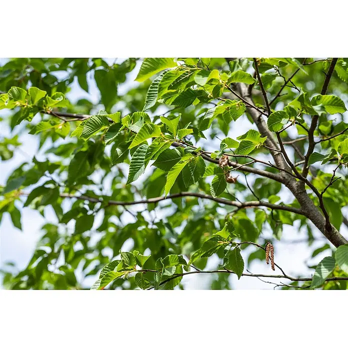 Pflanzen für dich Hainbuche 60-100 cm - Ostrya carpinifolia, Aktuelle Wuchshöhe: 60 cm - 100 cm - Üppige grüne Blätter an braunen Ästen, mit zarten hängenden Kätzchen.
