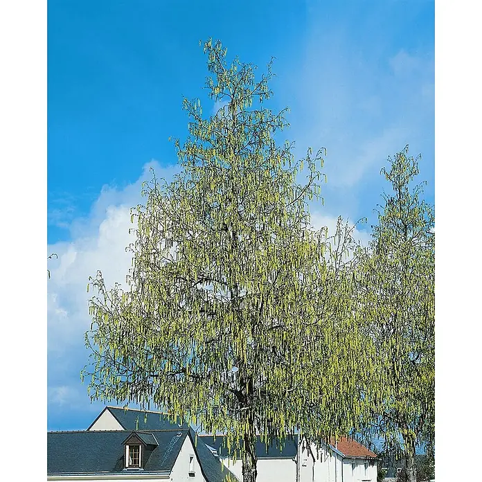 Pflanzen für dich Hainbuche 60-100 cm - Ostrya carpinifolia, Aktuelle Wuchshöhe: 60 cm - 100 cm - Hoher Baum mit vielen langen, gelb-grünen Kätzchen unter blauem Himmel, mit Häusern darunter.