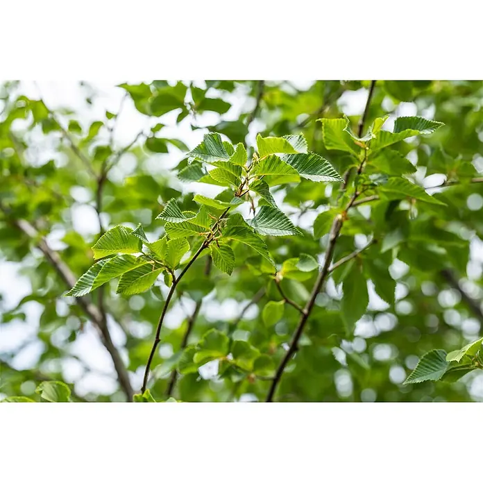 Pflanzen für dich Hainbuche 60-100 cm - Ostrya carpinifolia, Aktuelle Wuchshöhe: 60 cm - 100 cm - Üppige grüne Blätter mit gezackten Rändern wachsen an dunklen Ästen und zeigen lebhaftes neues Wachstum.