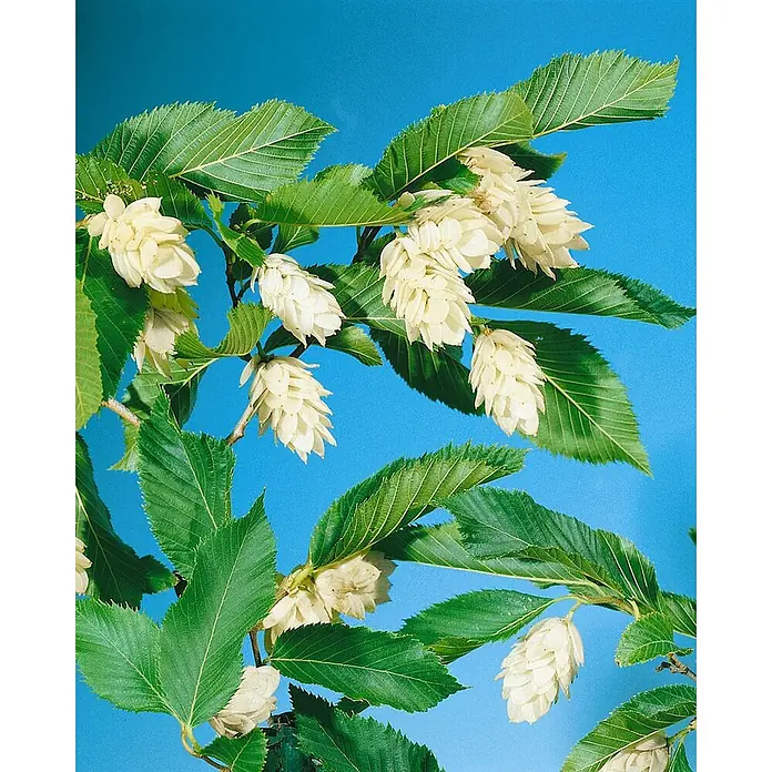 Pflanzen für dich Hainbuche 60-100 cm - Ostrya carpinifolia, Aktuelle Wuchshöhe: 60 cm - 100 cm - Zweig einer Pflanze mit vielen grünen Blättern und hellen, hopfenähnlichen Fruchtzapfen.