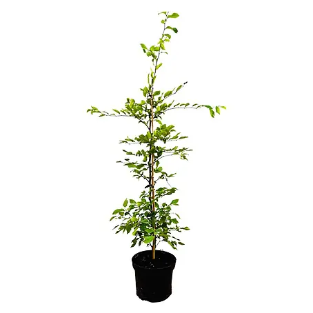 Pflanzen für dich  Hainbuche 60-100 cm