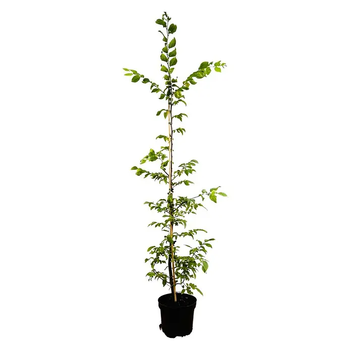 Pflanzen für dich Hainbuche 125-150 cm - Carpinus betulus, Aktuelle Wuchshöhe: 125 cm - 150 cm - Junger Laubbaum mit grünen Blättern in schwarzem Topf, mit Holzpfahl gestützt.