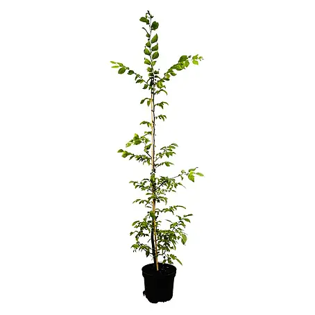 Pflanzen für dich  Hainbuche 125-150 cm